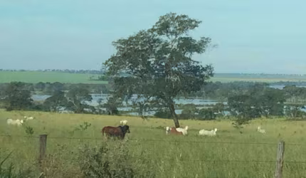Fazenda à venda, AREA RURAL DE CACHOEIRA ALTA-GO - Cachoeira Alta/GO