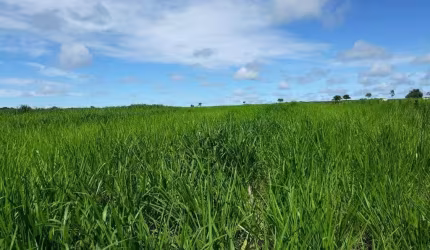 Fazenda à venda, Area rural de ituiutaba - ITUIUTABA/MG