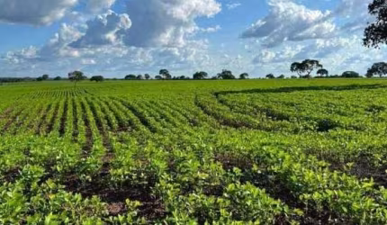 Fazenda à venda, AREA RURAL DE PARAISO DO TOCANTINS -TO - Paraíso do Tocantins/TO