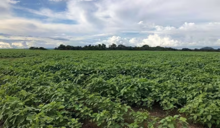 Fazenda à venda, Área rural de Confresa - Confresa/MT