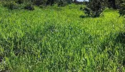 Fazenda à venda, AREA RURAL DE BALSAS - MA - Balsas/MA