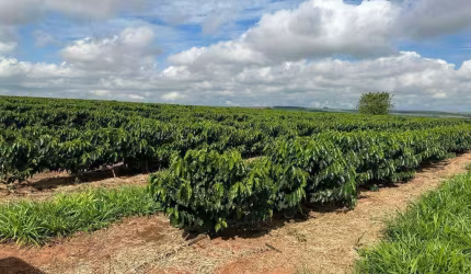 Fazenda à venda, AREA RURAL DE GUAXUPE-MG - Guaxupé/MG