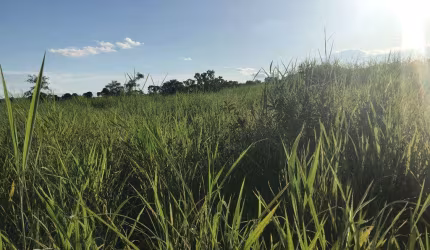 Fazenda à venda, Area rural de campina verde - CAMPINA VERDE/MG