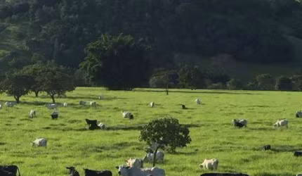Fazenda à venda, Área rural de Brasilia - BRASILIA/DF