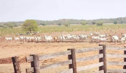 Fazenda à venda, AREA RURAL COCALINHO - MT - Cocalinho/MT