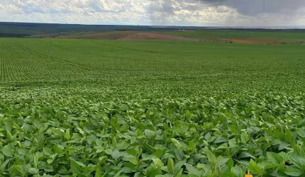 Fazenda à venda, Area rural de cristalina - CRISTALINA/GO