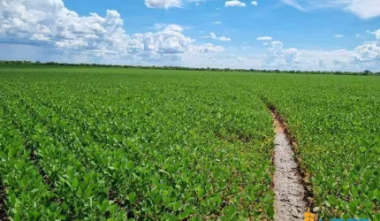 Fazenda à venda, AREA RURAL DE PEIXE-TO - Peixe/TO