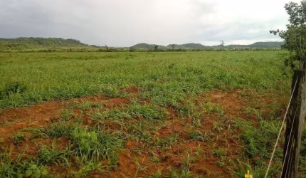 Fazenda à venda, AREA RURAL DE PEIXOTO DE AZEVEDO - MT - Peixoto de Azevedo/MT
