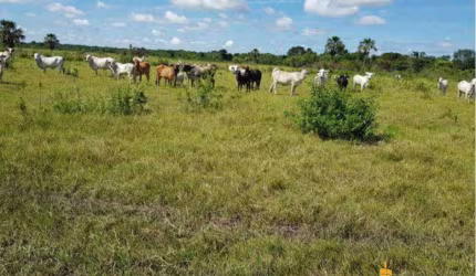 Fazenda à venda, Área Rural de João Pinheiro - João Pinheiro/MG