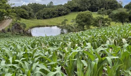 'Área de terra à Venda em Linha 12, Carlos Barbosa'