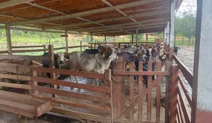 Sítio/fazenda com gado leiteiro R$ 430mil negociável