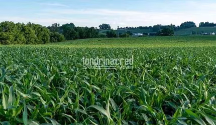 Chácara à venda 24200M², São Martinho, Rolândia - PR