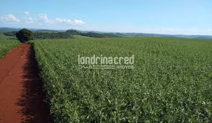 Terreno à venda, RURAL, Assaí, PR