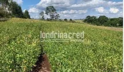 Sítio 2,5 alqueires em Jataizinho, área 100% aproveitável para plantação, sem benfeitorias, solo fé