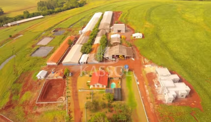 GRANJA DE SUÍNOS COM 1.600 MATRIZES PARA CRIAÇÃO DE LEITÕES EM TOLEDO PR.
