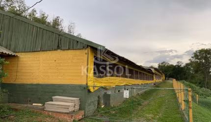 ÁRE RURAL C 950 MATRIZES SUÍNA EM PRODUÇÃO,TOLEDO - PR