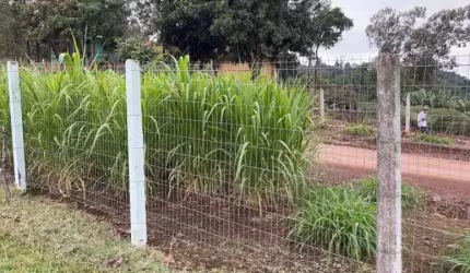 115530 CHÁCARA EM ROLANTE COM 3 HECTARES, CAMPO, MATA NATIVA E MATO DE EUCALIPTOS