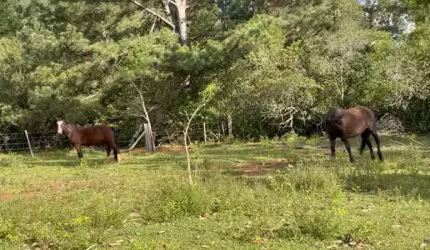 [107424]  SÍTIO COM CASA, AÇUDES, TRÊS CÓRREGOS E CINCO CASCATINAHAS E 30 HECTARES EM TAQUARA