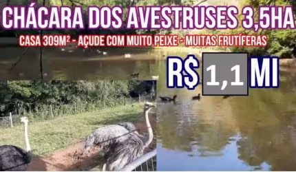 113814 CHÁCARA EM TAQUARA NO RS, CASA 309M² PISCINA, MUITO POMAR, AÇUDE COM PEIXES, FIBRA