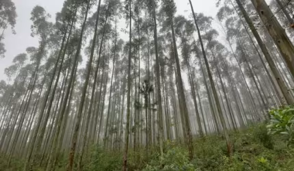 FAZENDA COM EUCALIPTOS, ESCRITURA E VISTA PARA LAGOA EM OSÓRIO COM 75 HECTARES