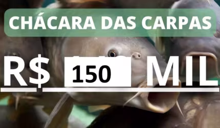 CHÁCARA DAS CARPAS ESCRITURADA COM AÇUDE, ÁGUA ENCANADA E REDE ELÉTRICA NO CARAÁ