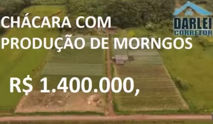 13910 - CHACARA COM PRODUÇÃO DE MORANGOS COM CASA, AÇUDE, VERTENTE, BANANAL
