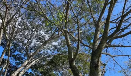 [118777] CHÁCARA EM NOVA HARTZ COM TRÊS CASAS, AÇUDE, POMAR, ROÇA, HORTA E FIBRA ÓTICA