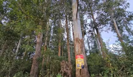 [858] CHÁCARA NO CAMPESTRE VELHO, 10 HECTARES, MUITO EUCALIPTO, RIACHO