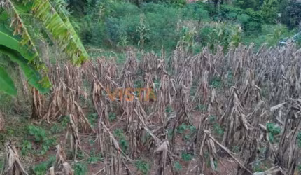 Lote / Terreno em Jardim Terras Do Alegre  -  Águas da Prata