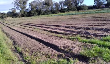 Terreno em Lageado
