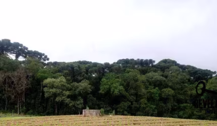 Chácara com 1 dormitório à venda, 40005 m² por R$ 1.850.000,00 - Campina Do Taquaral - São José dos Pinhais/PR
