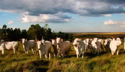 FAZENDA 460 hectares CAPOEIRAO EM VALENÇA RJ