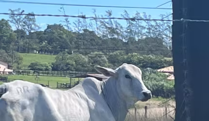 FAZENDA ARARUAMA 53 ALQ GADO PORTEIRA FECHADA
