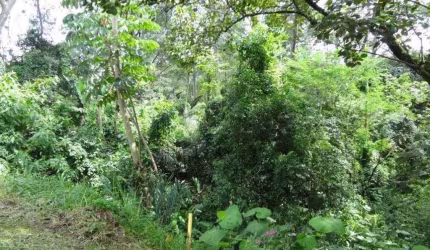 Terreno plano com 10x34