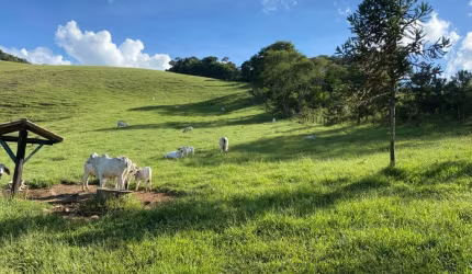 VENDO ESSA  LINDA FAZENDA  NA CIDADE DE CORONEL PACHECO, MG.