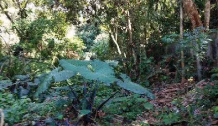 Oportunidade Única em COTIA - SP | Tipo: Terreno | Negociação: Leilão  | Situação: Imóvel