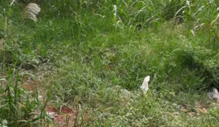 Terrenos LoteTerreno em Barrinha