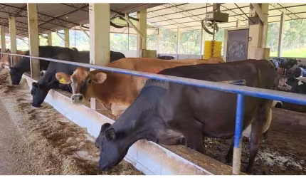 Ótima Fazenda 212 hectares para Leite e corte em BROTAS - SP - PORTEIRA FECHADA