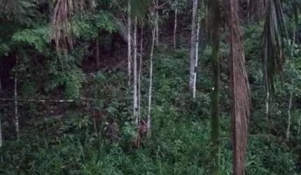 Chácara para Venda em Morretes, Estrada do Anhaia