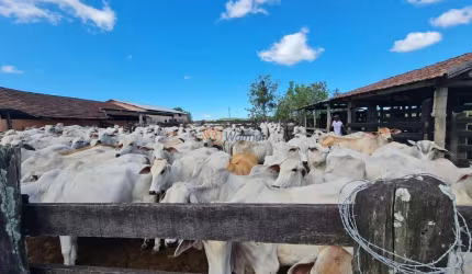 Fazenda de luxo no Centro de Araruama-RJ: 6 quartos, 2 suites, 3 salas, 5 banheiros, 20 vagas de garagem, 52 alqueires de área.