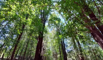 Terreno para Venda em Jundiaí, Parque dos Manacás