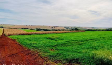 Sítio à venda, 121000 m² por R$ 4.000.000,00 - Prq Ind 200 - Maringá/PR