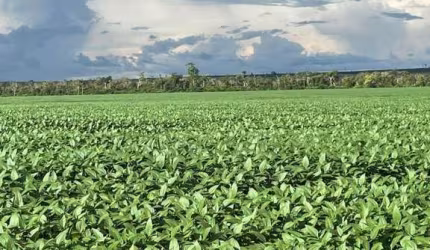 Fazenda para Venda em Barra do Garças, Jardim Bela Vista