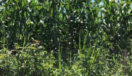 Fazenda para Venda em Flores de Goiás, (Fazendinha)