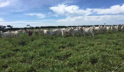 Fazenda para Venda em Pedras de Maria da Cruz, (Fazendinha)