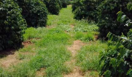 Fazenda para Venda em Varginha, Centro