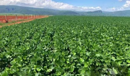 Fazenda para Venda em Vila Bela da Santíssima Trindade, Centro