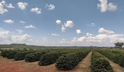 AZENDA COM 234 HECTARES PARA AGRICULTURA COM CAFÉ NO MUNICÍPIO DE PIUMHI - MG