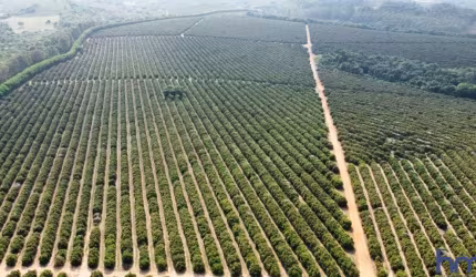 FAZENDA PARA AGRICULTURA EM LARANJA COM 110 ALQUEIRES PAULISTAS EM FRANCA - SP