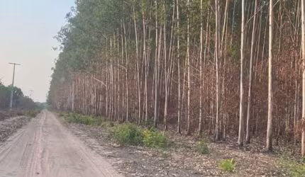 FAZENDA DUPLA APTIDÃO COM 9.500 HECTARES EM ANAPURUS - MA